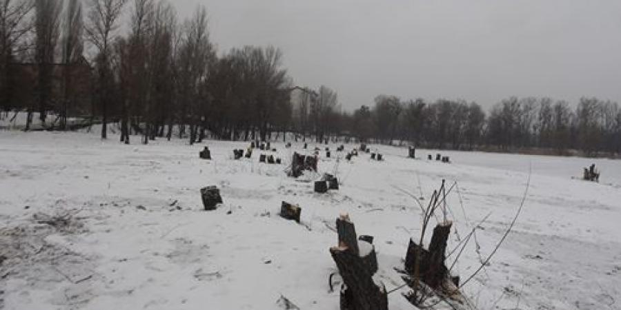 Знищити сотні дерев плани КП Плесо - Корупціонер в Україні