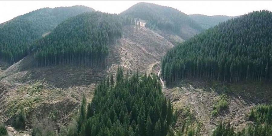 17 млн. гривень збитків у наслідок незаконної вирубки лісу за сприянням лісової охорони! - Корупціонер в Україні