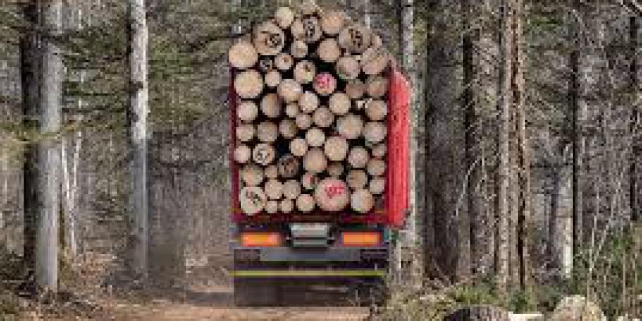 На Харківщині поліцейські «кришували» незаконну вирубку дерев цінних порід,  збитки становлять понад 3 млн. грн - Корупціонер в Україні