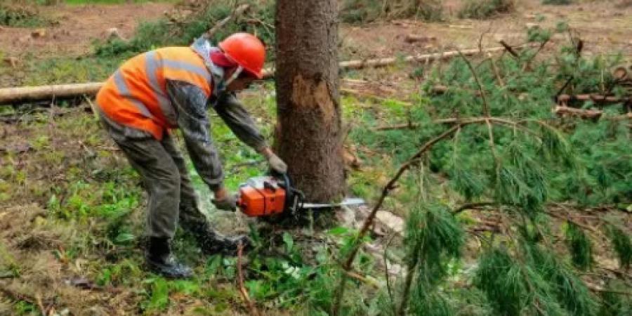 Посадовець лісгоспу за хабар давав «зелену» на знищення лісу -Корупціонер в Україні